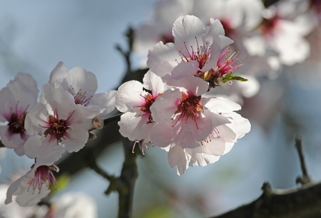 flowers of the ornamental cherryの写真素材