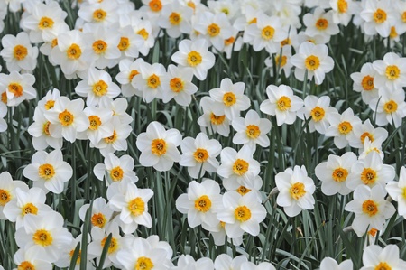 daffodilの写真素材