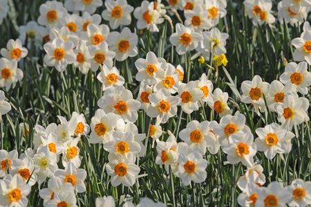 daffodilの写真素材