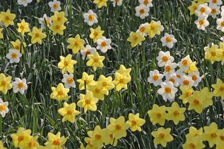 daffodils and narcissusの写真素材