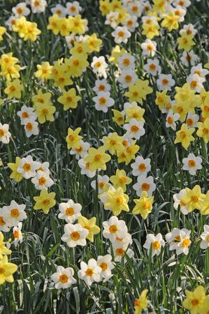 daffodils and narcissusの写真素材