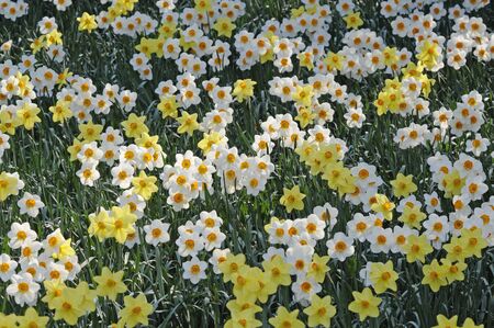 daffodils and narcissusの写真素材