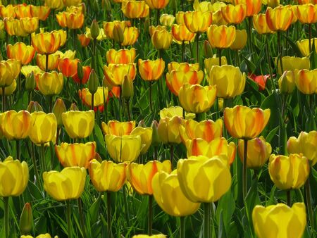 tulipsの写真素材