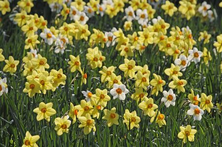 daffodilsの写真素材