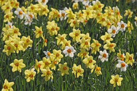 daffodilsの写真素材