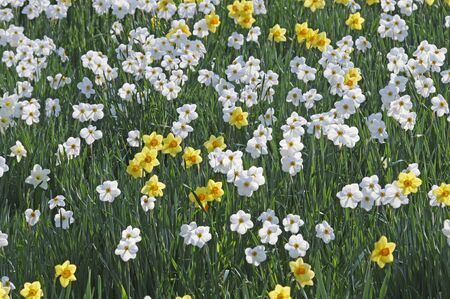 daffodilsの写真素材