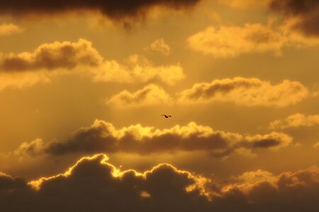 seagull at sunsetの写真素材
