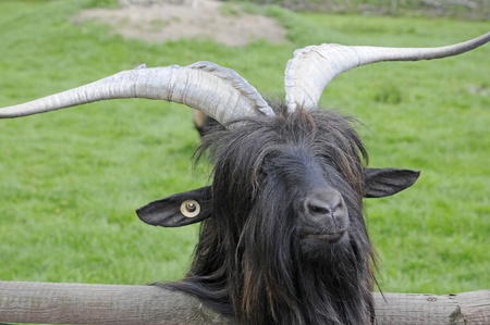 billy-goatの写真素材