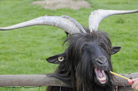 billy-goatの写真素材