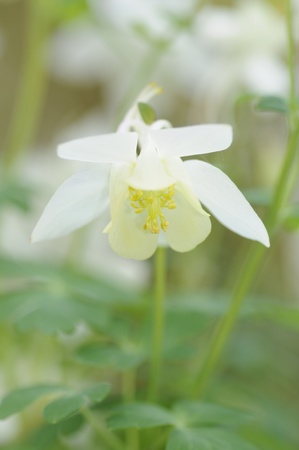 white columbineの写真素材