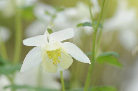 white columbineの写真素材