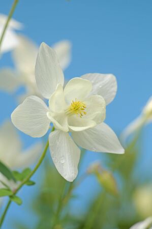 white columbineの写真素材