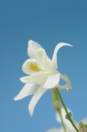 white columbineの写真素材