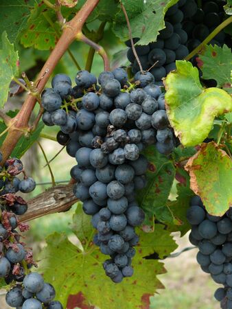 grapesの写真素材
