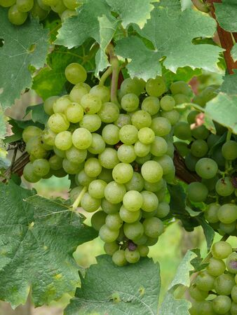 grapesの写真素材