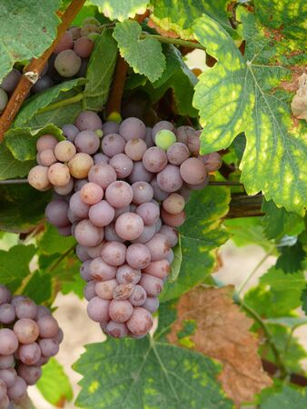 grapesの写真素材