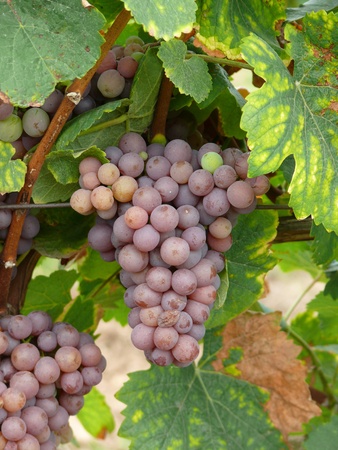 grapesの写真素材