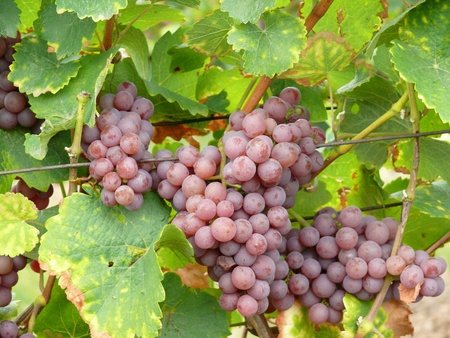 grapesの写真素材