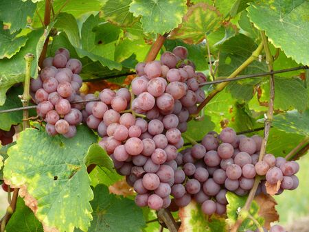 grapesの写真素材