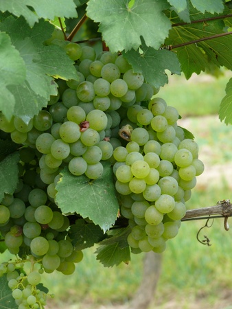 grapesの写真素材