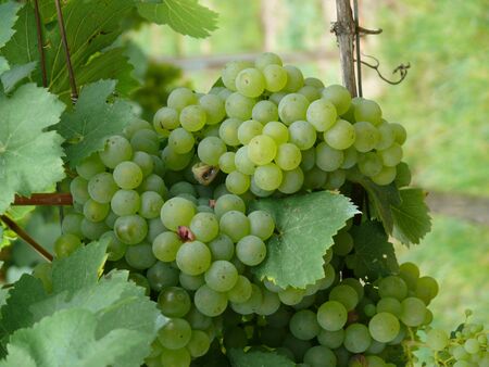 grapesの写真素材