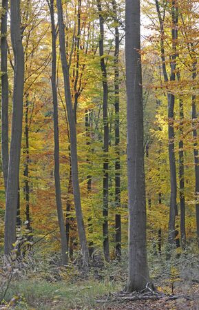 herbstwaldの写真素材