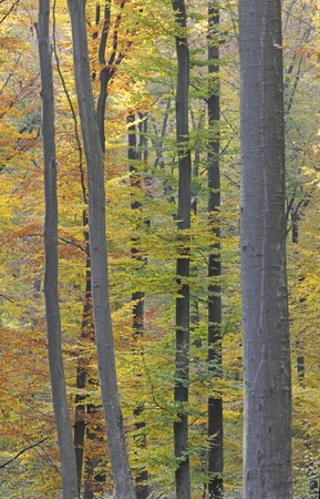 herbstwaldの写真素材