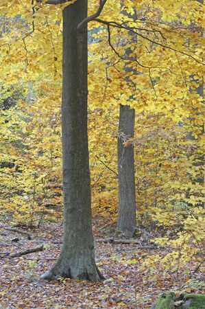 herbstwaldの写真素材