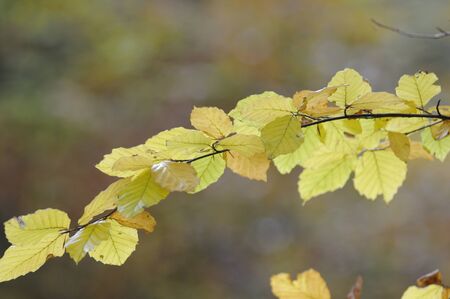 book branch in autumnの写真素材