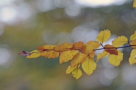 book branch in autumnの写真素材
