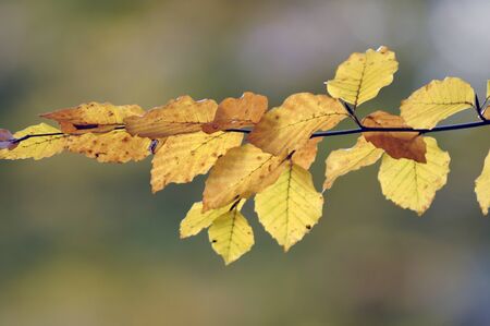 book branch in autumnの写真素材