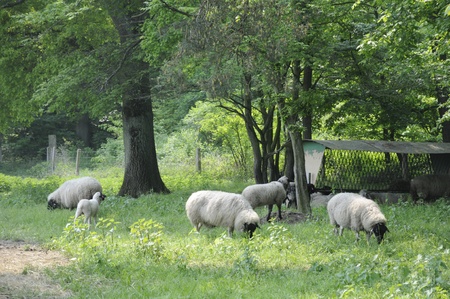 sheepの写真素材