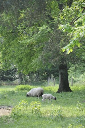 sheepの写真素材