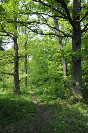 forestの写真素材
