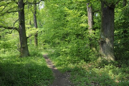 forestの写真素材