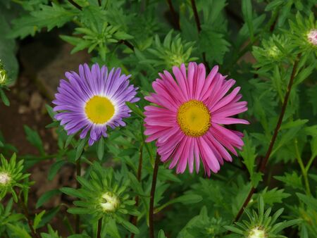 herbstasterの写真素材