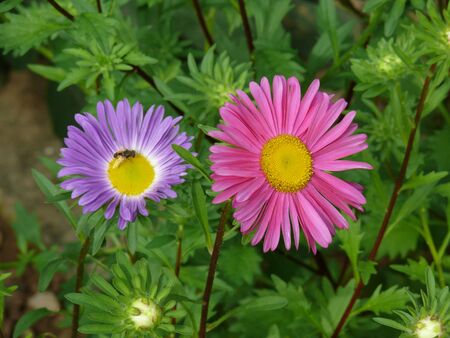 herbstasterの写真素材