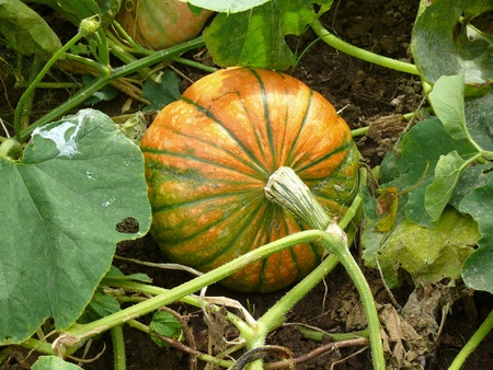 pumpkinの写真素材