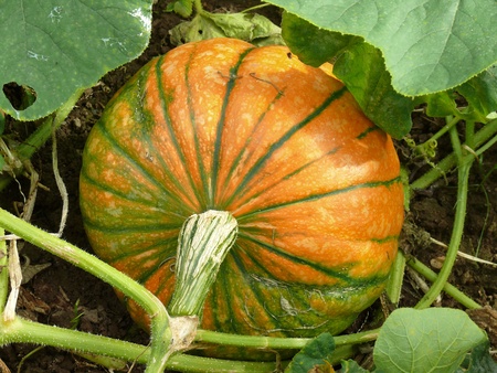 pumpkinの写真素材
