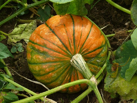 pumpkinの写真素材