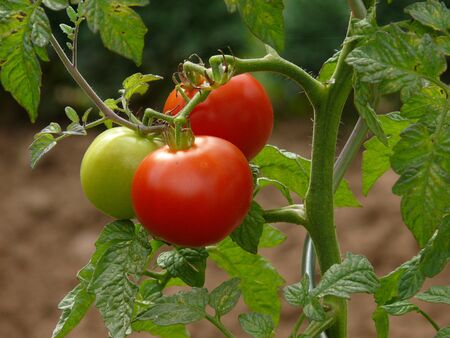 tomatoesの写真素材