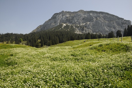 Meadow in the Alpsの写真素材