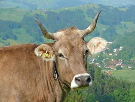 cow in the mountainsの写真素材