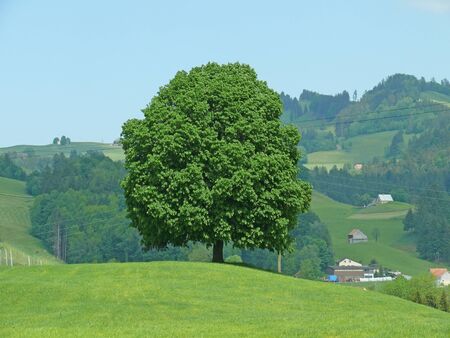 tree in switzerlandの写真素材