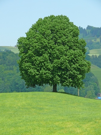 tree in switzerlandの写真素材