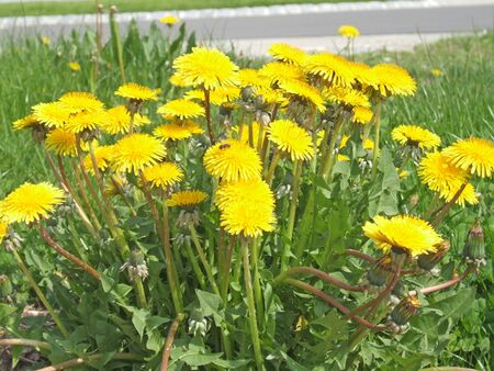 dandelion, cowslips, milk bush, flower, flowers, blte, blten, korbbltengewchse, yellow, plant, plant, meadow, flora, botany, weed, vegetationの写真素材