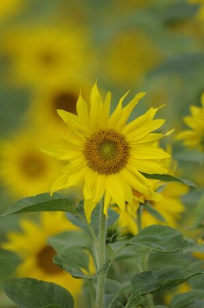 sunflower,の写真素材