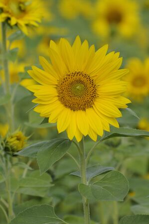 sunflowerの写真素材