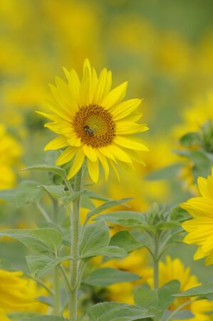 sunflowerの写真素材