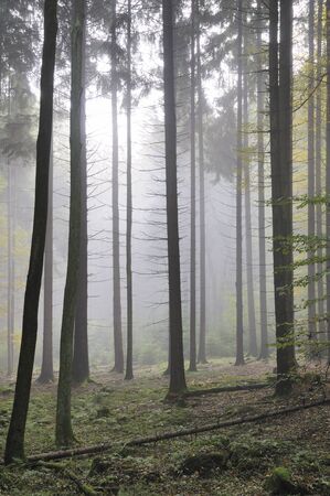 fog in the forestの写真素材